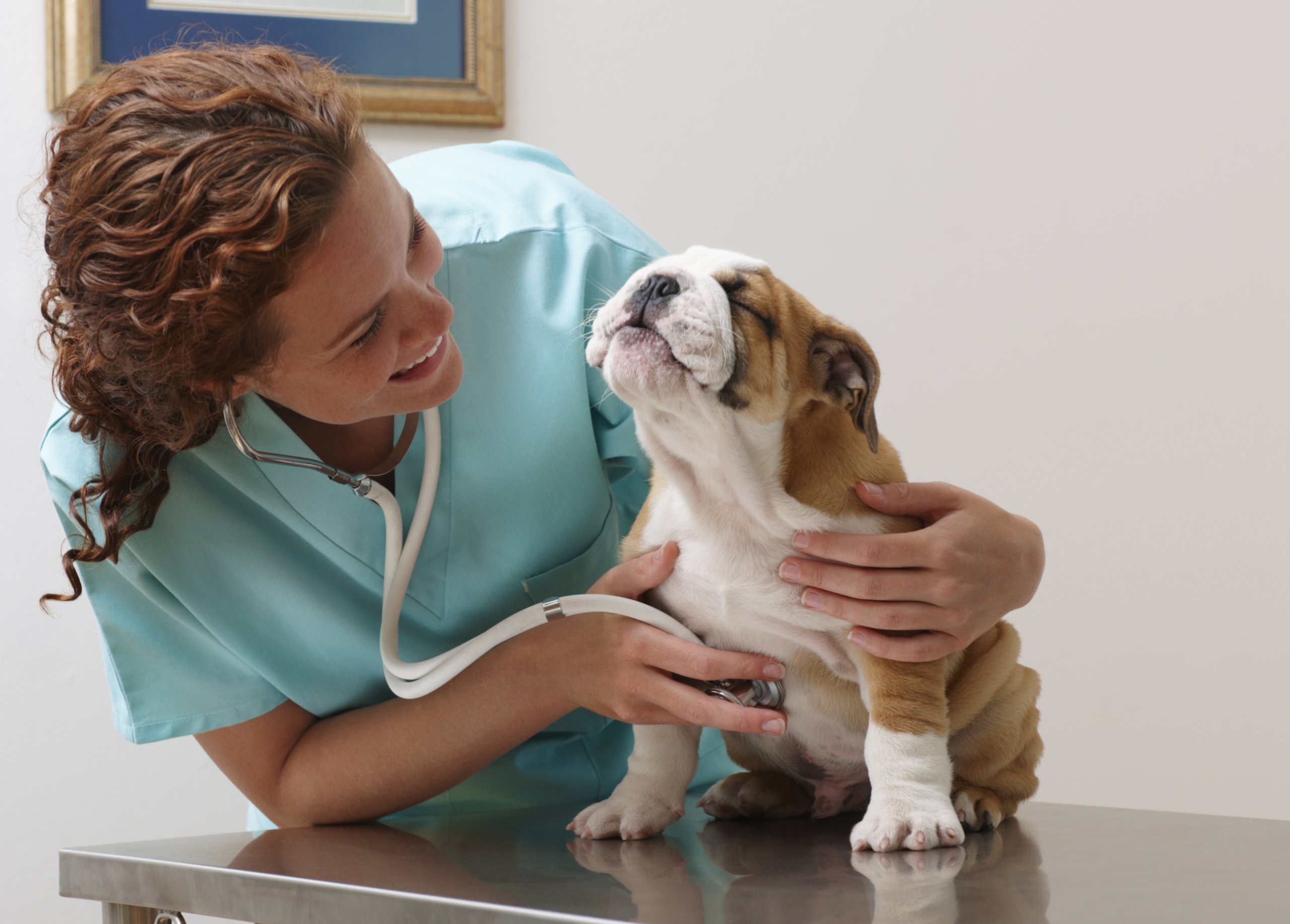 A vet holding a dog