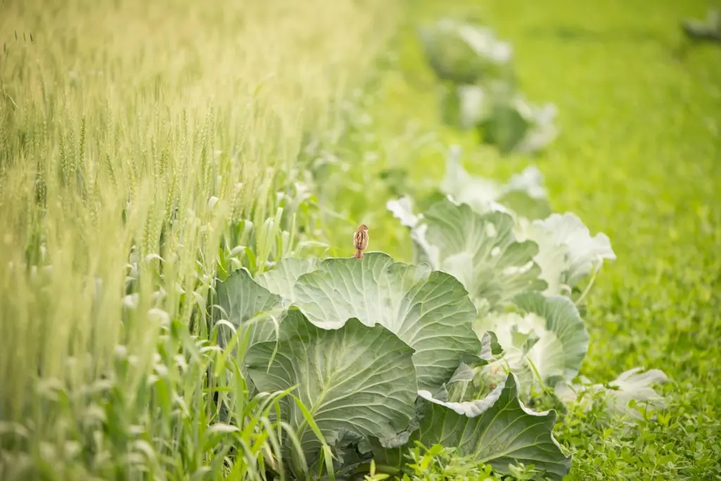 Leafy greens grow in a backyard vegetable garden. A small bird rests on one of the plants in the foreground.