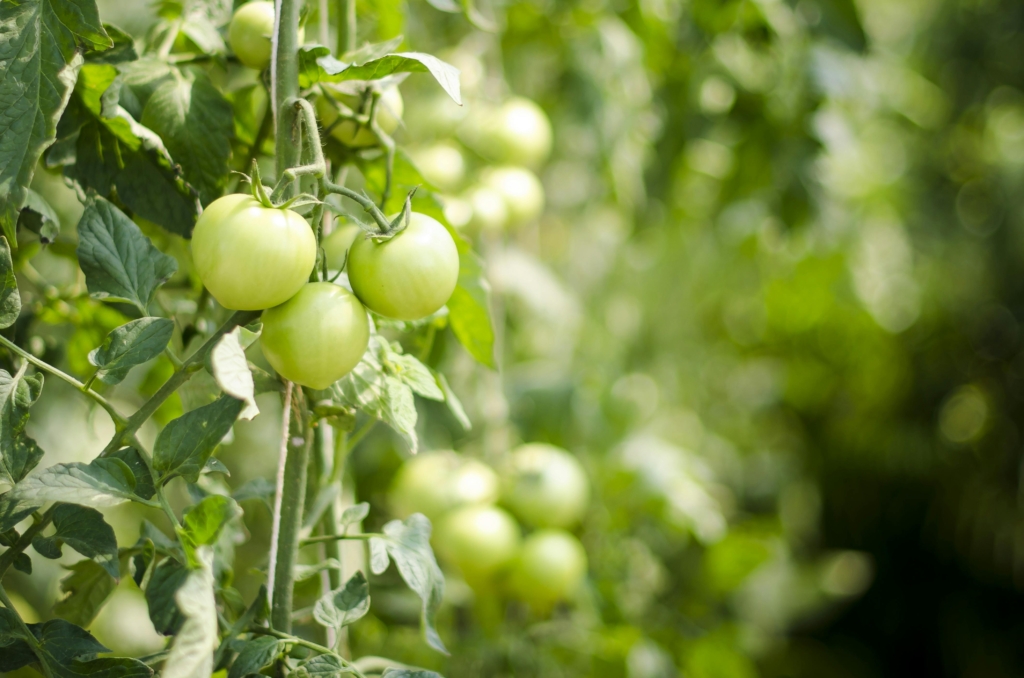 Young, green tomatoes grow on a vine in a healthy-looking backyard vegetable garden.